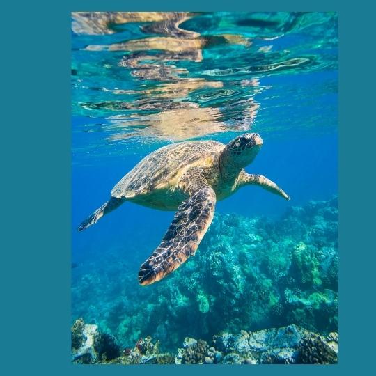 Rüyada Deniz Kaplumbağası Görmek - Dini Cevap » Gncbilgi